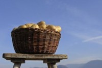 Kartoffelernte am Tschusihof